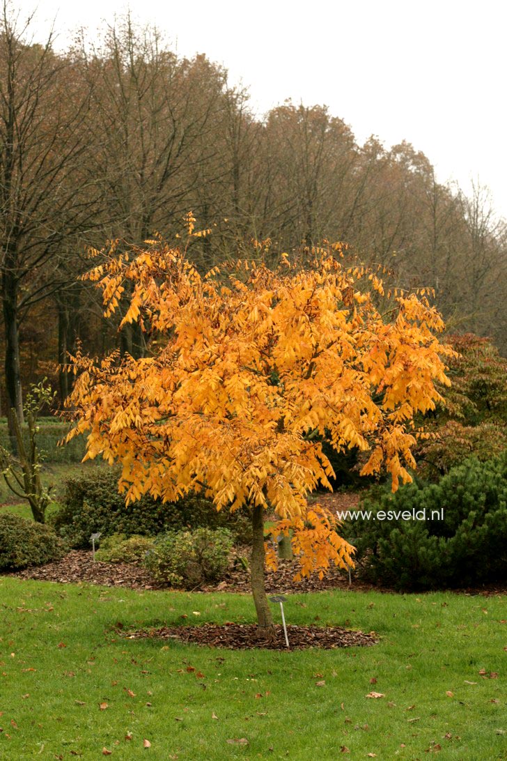 Koelreuteria paniculata 'Coral Sun'