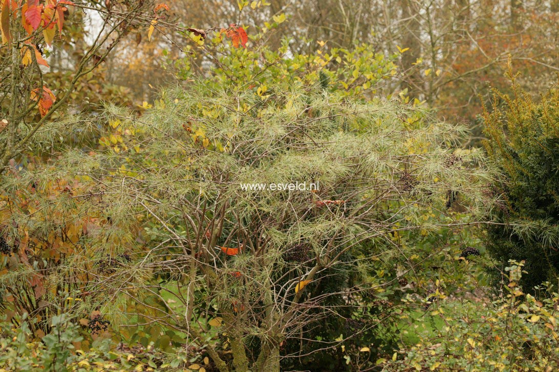 Sambucus nigra 'Linearis'