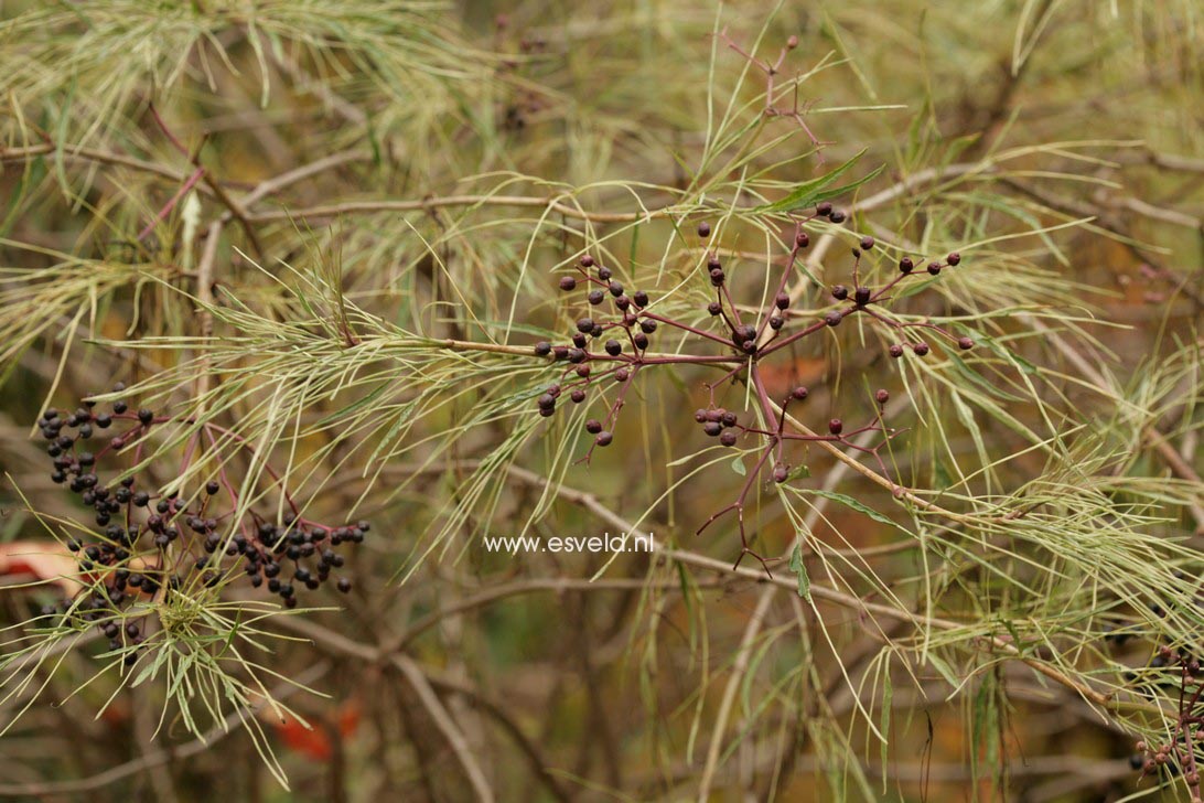 Sambucus nigra 'Linearis'