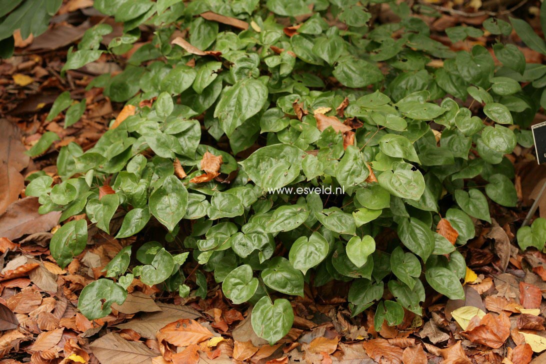 Epimedium versicolor 'Sulphureum'