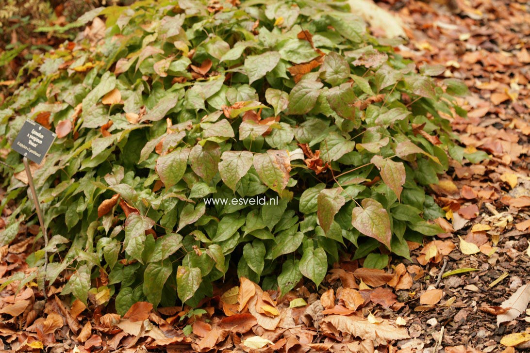 Epimedium youngianum 'Niveum'