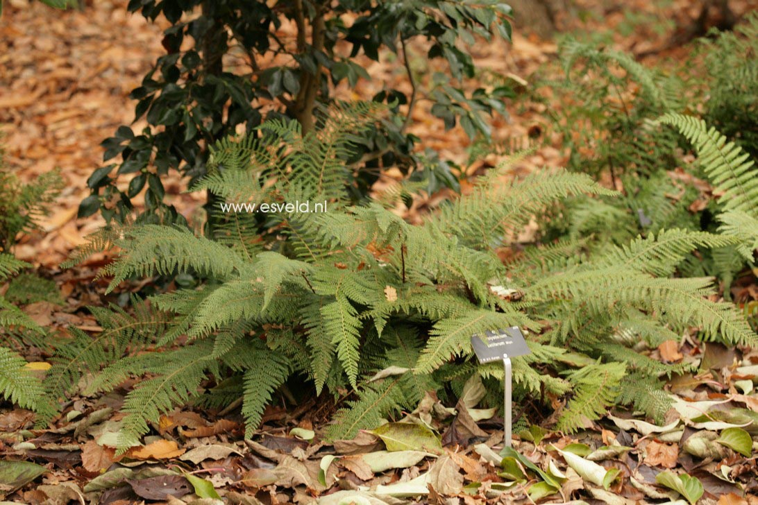 Polystichum setiferum