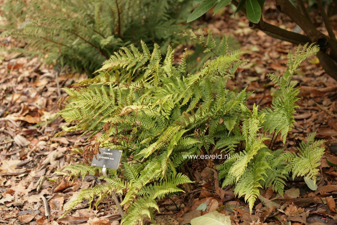 Dryopteris erythrosora