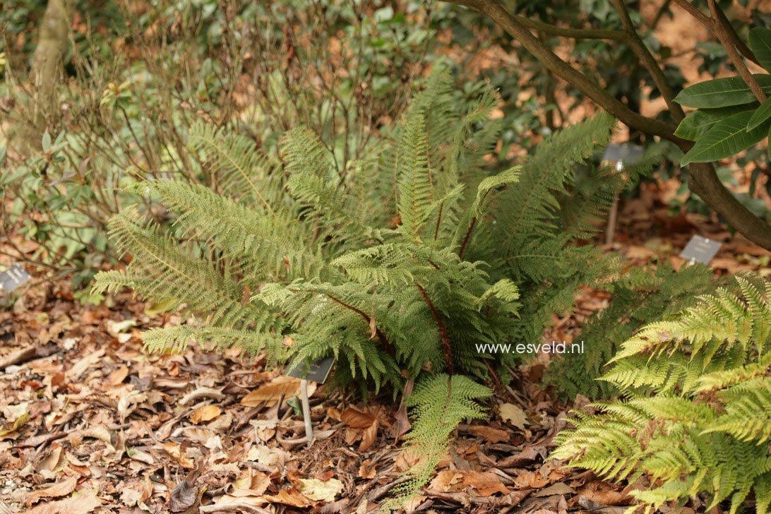 Polystichum setiferum 'Herrenhausen'