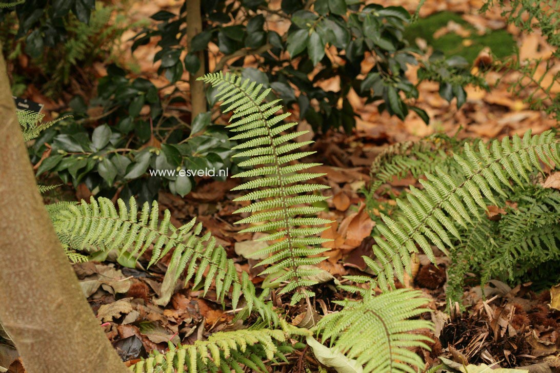 Dryopteris wallichiana