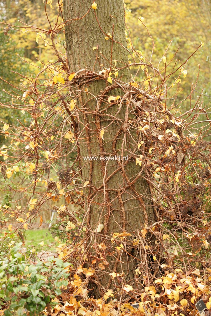 Hydrangea anomala 'Tiliifolia'