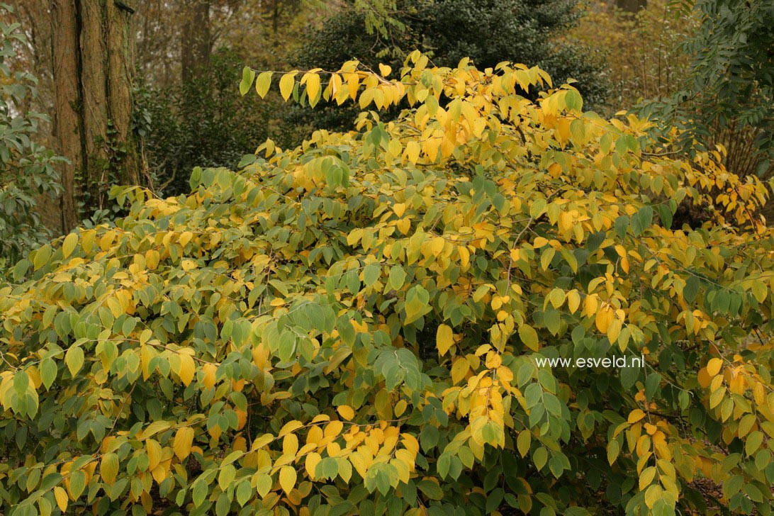 Corylopsis glabrescens