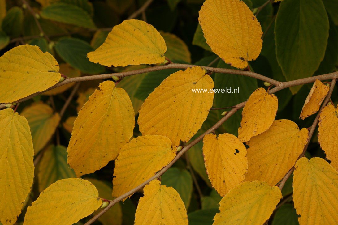 Corylopsis glabrescens