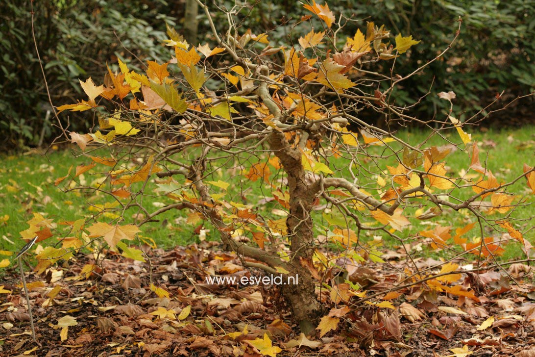 Platanus orientalis 'Mirkovec'