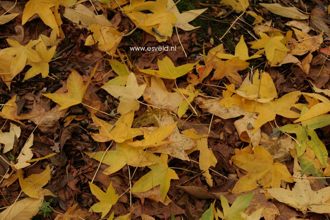 Liquidambar styraciflua