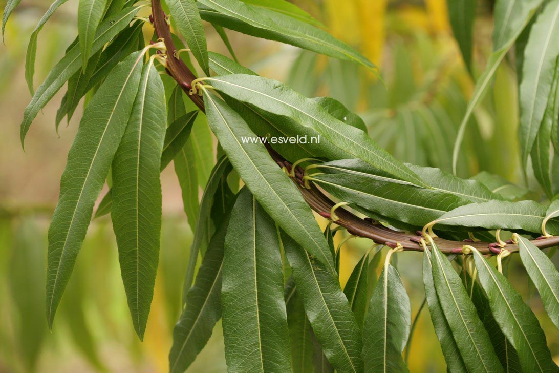 Salix udensis 'Sekka'