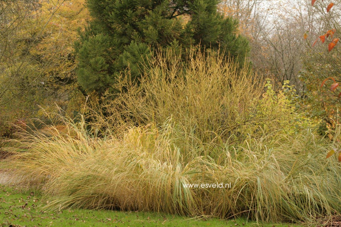 Cornus sericea 'Flaviramea'