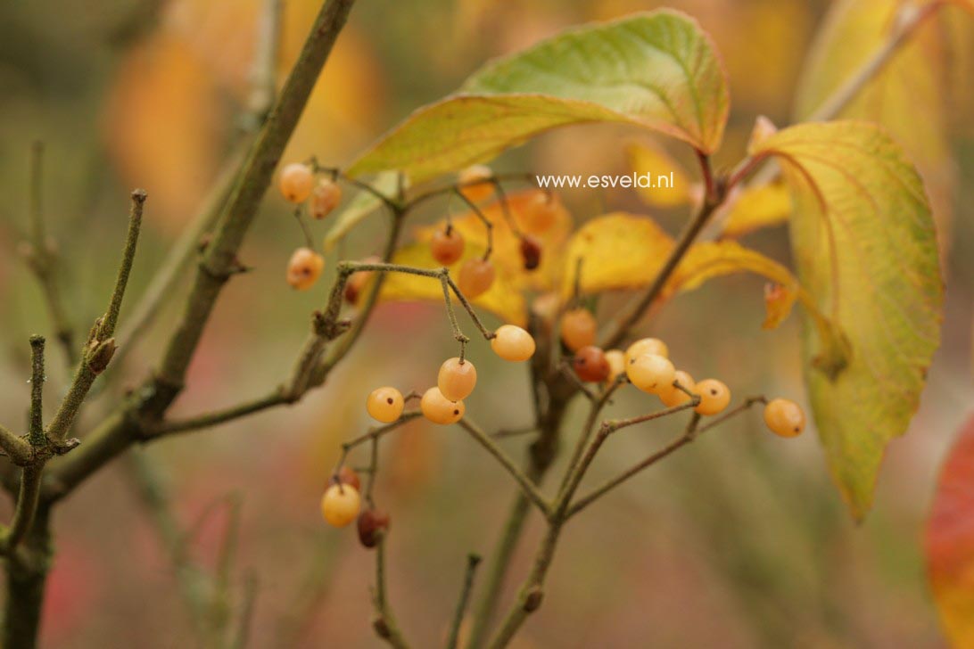 Viburnum dilatatum 'Michael Dodge'