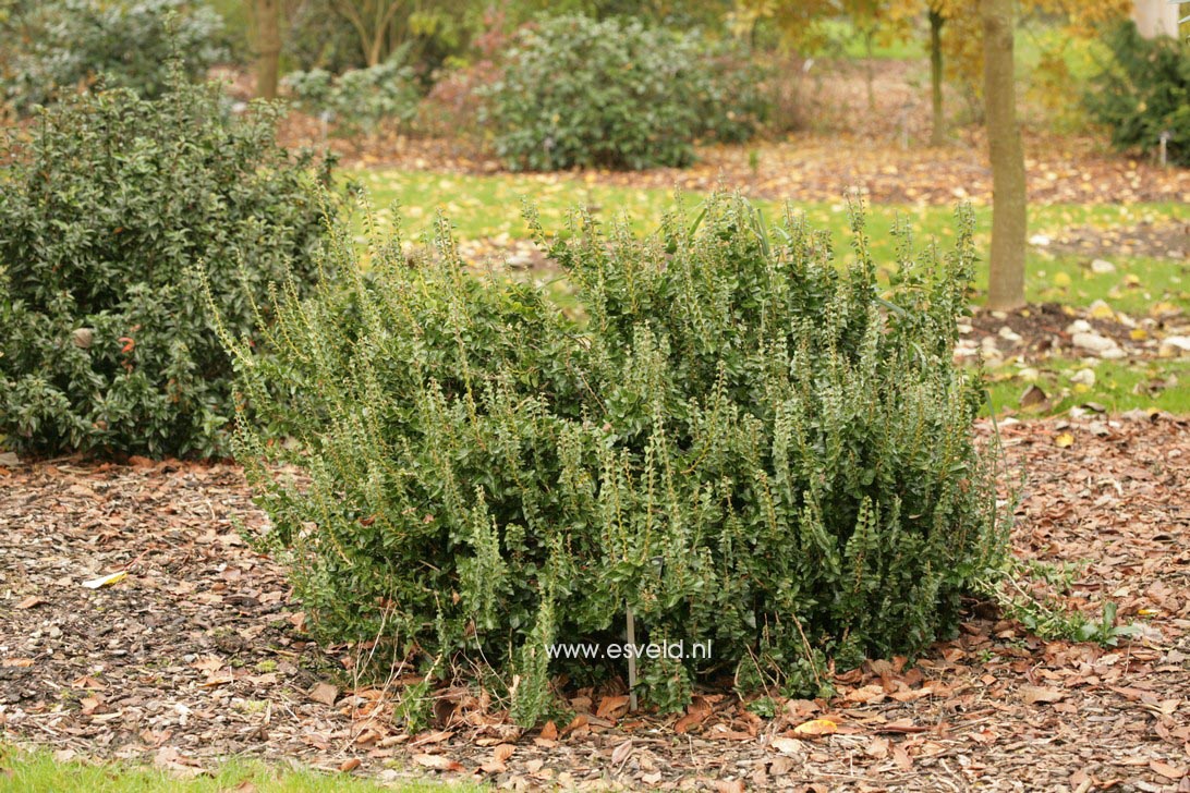 Hedera helix 'Conglomerata'