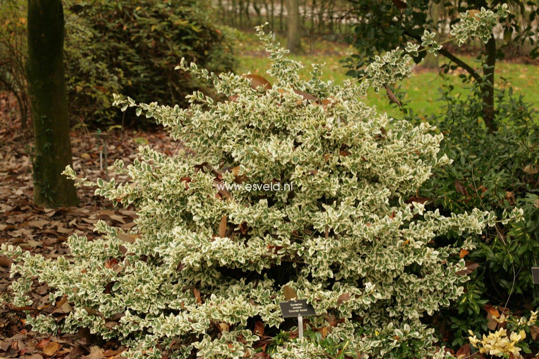 Euonymus fortunei 'Emerald Gaiety'