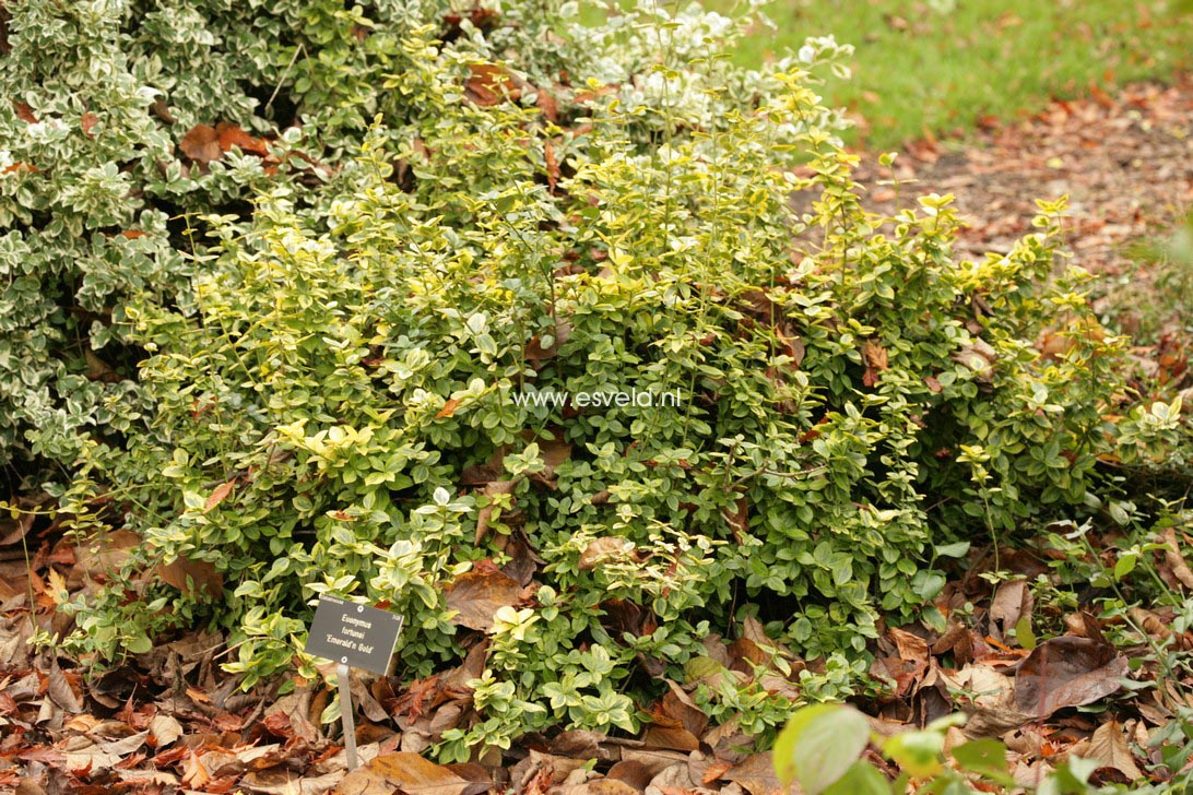 Euonymus fortunei 'Emerald & Gold'