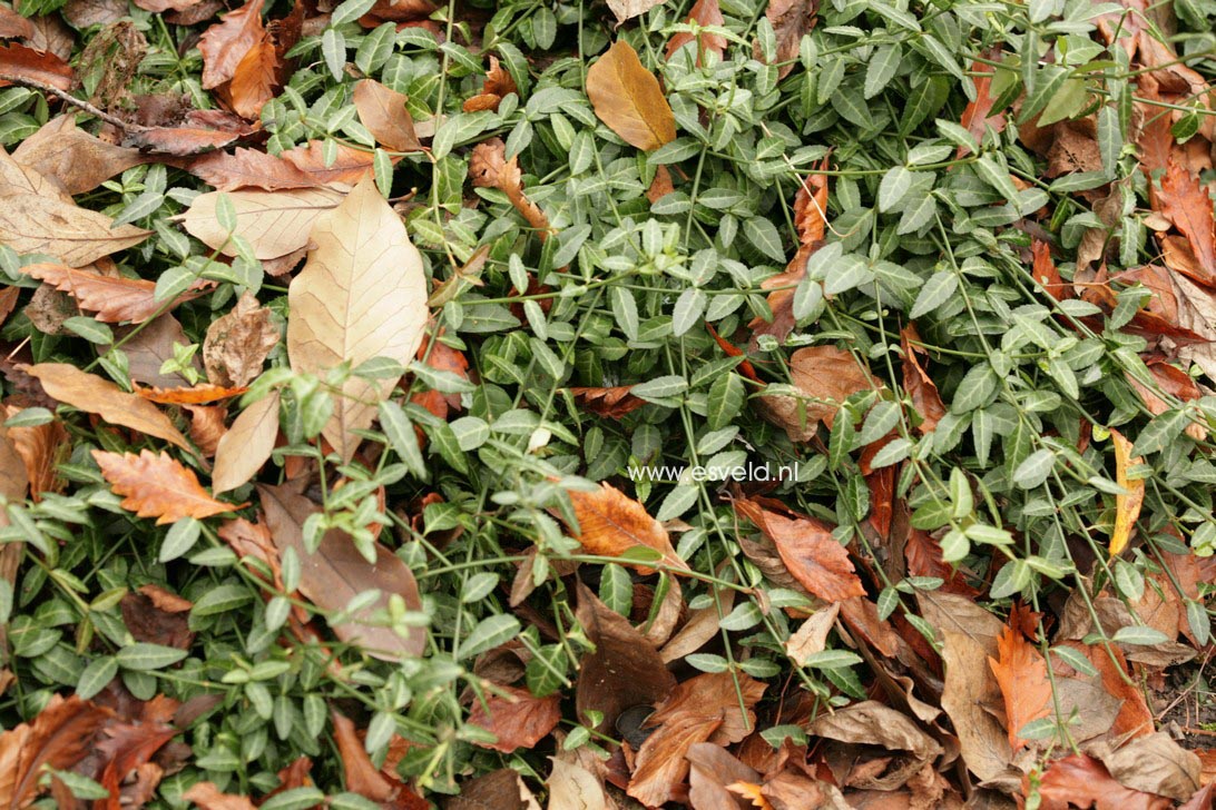 Euonymus fortunei 'Tustin'