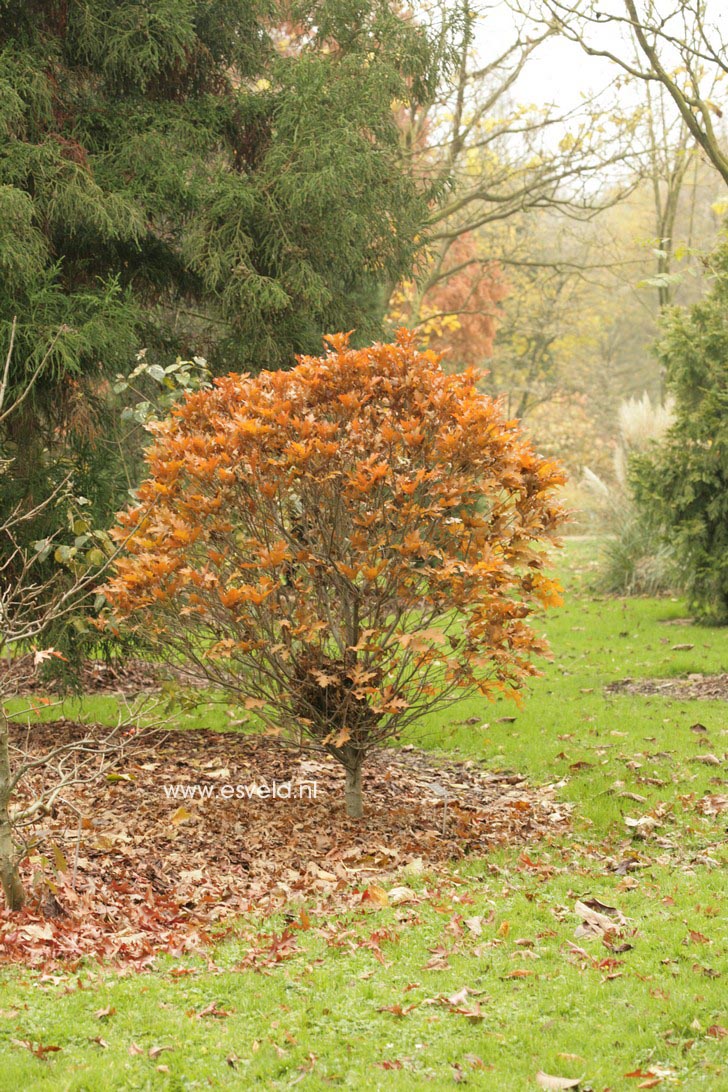 Quercus palustris 'Green Dwarf'