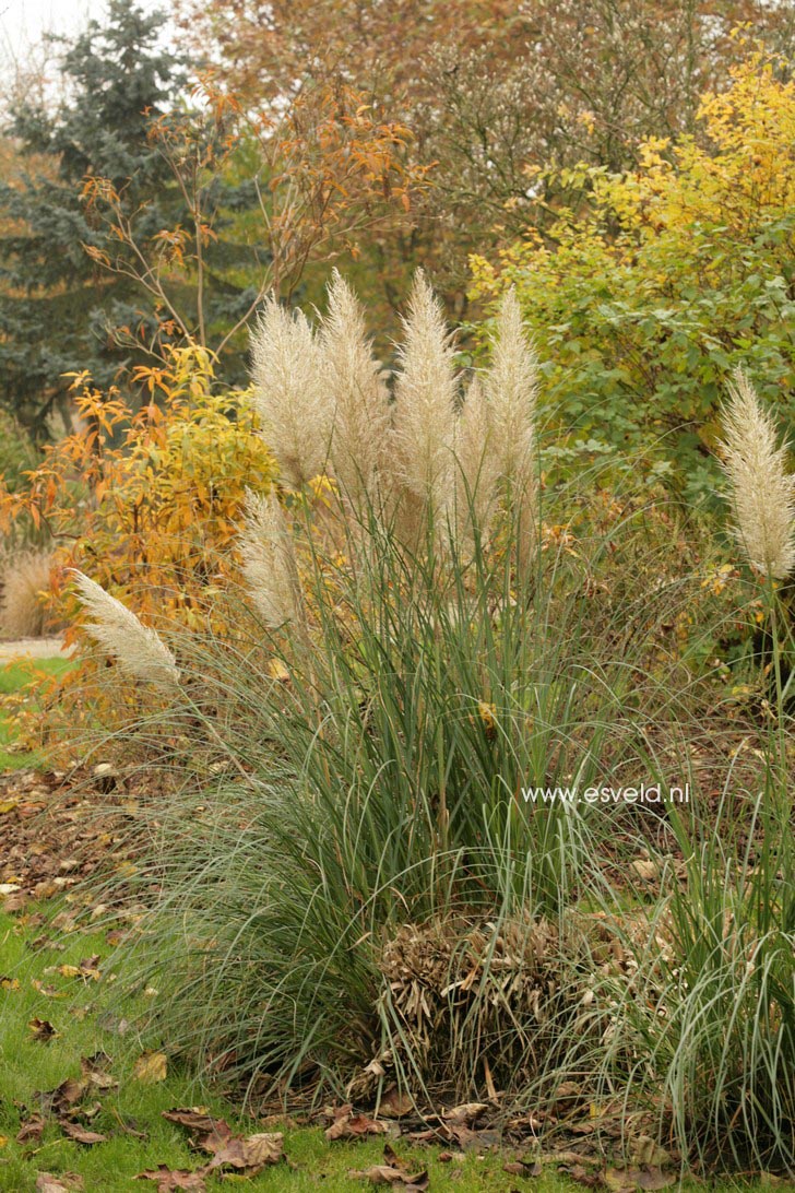 Cortaderia selloana