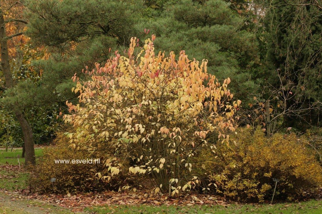 Viburnum dentatum 'Longifolium'