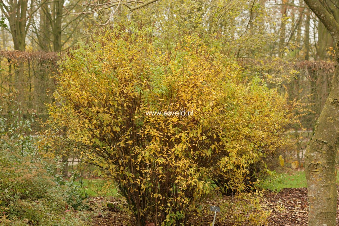 Spiraea billiardii 'Triumphans'