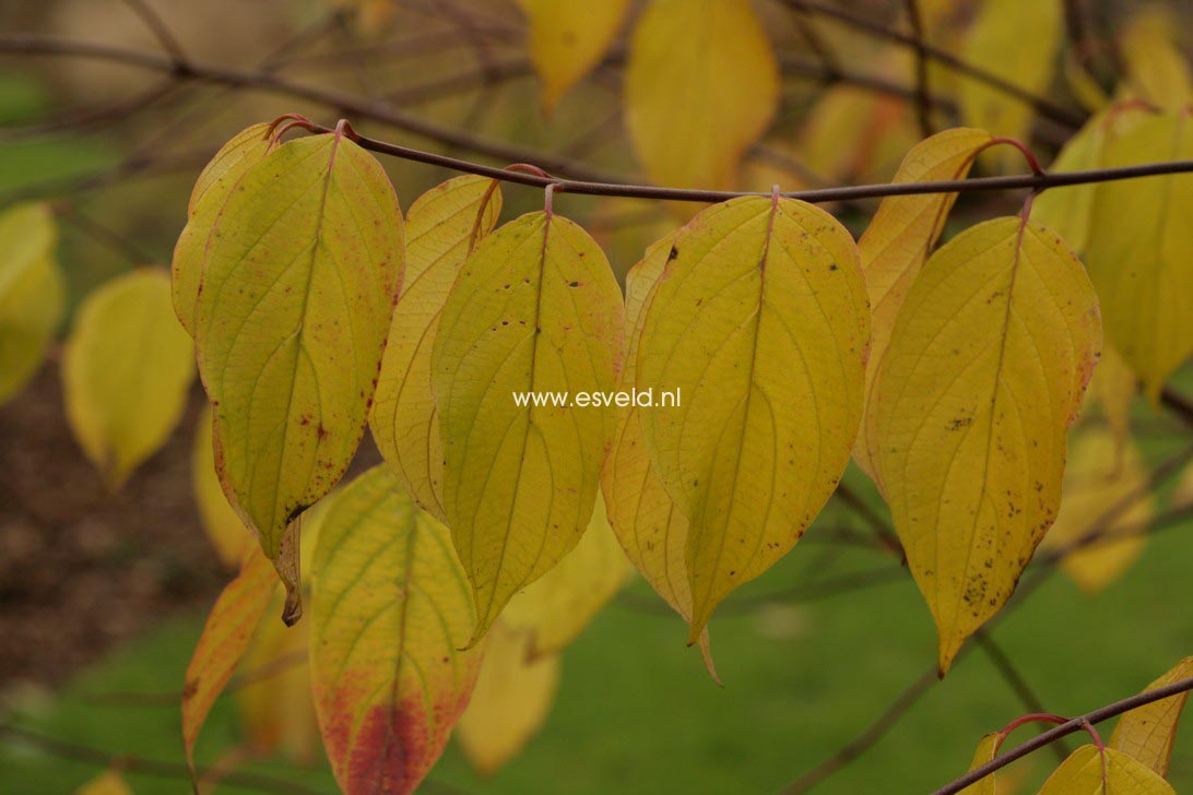 Cornus alba