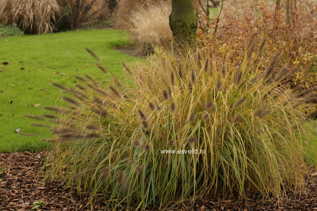 Pennisetum alopecuroides 'Moudry'