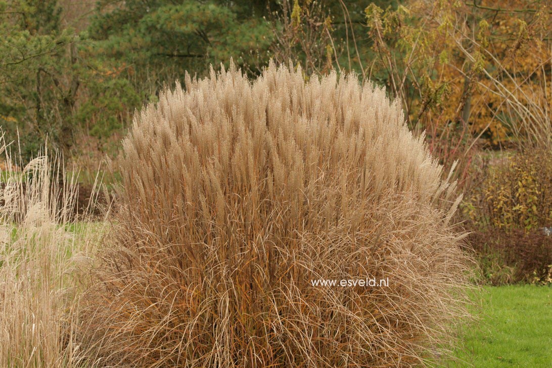 Miscanthus sinensis 'Kleine Silberspinne'