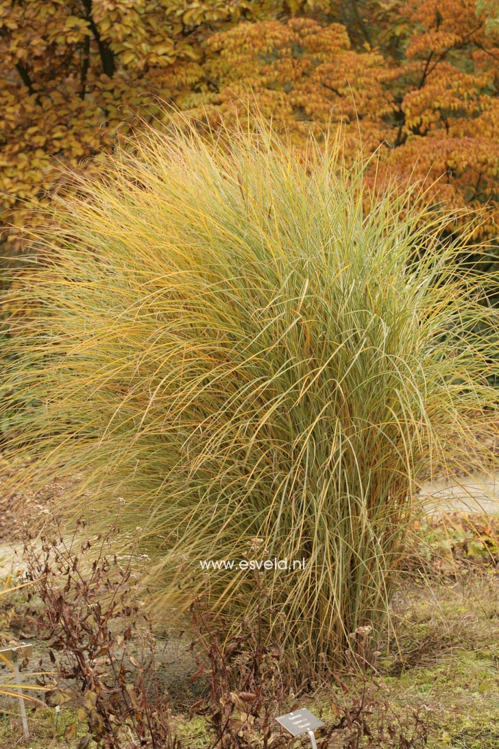 Miscanthus sinensis 'Morning Light'