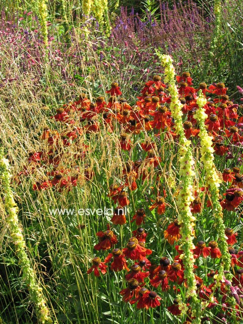 Helenium 'Moerheim Beauty'