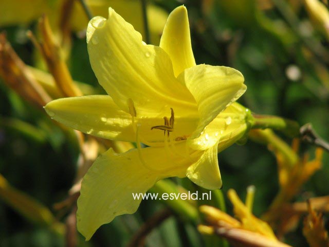 Hemerocallis citrina