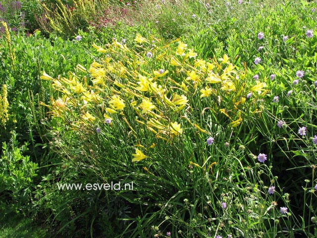 Hemerocallis citrina