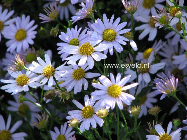 Kalimeris incisa 'Blue Star'