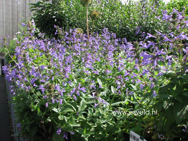 Nepeta subsessilis