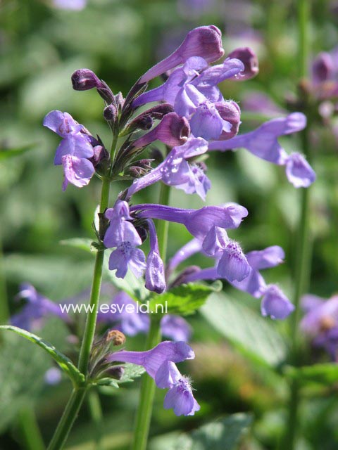 Nepeta subsessilis