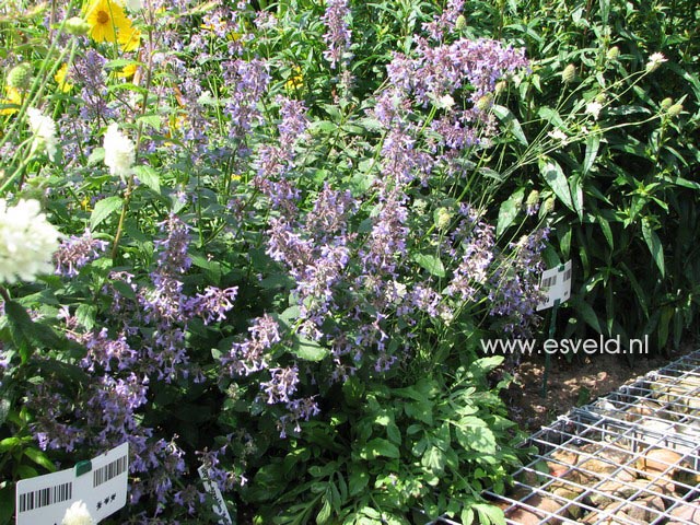 Nepeta grandiflora 'Bramdean'