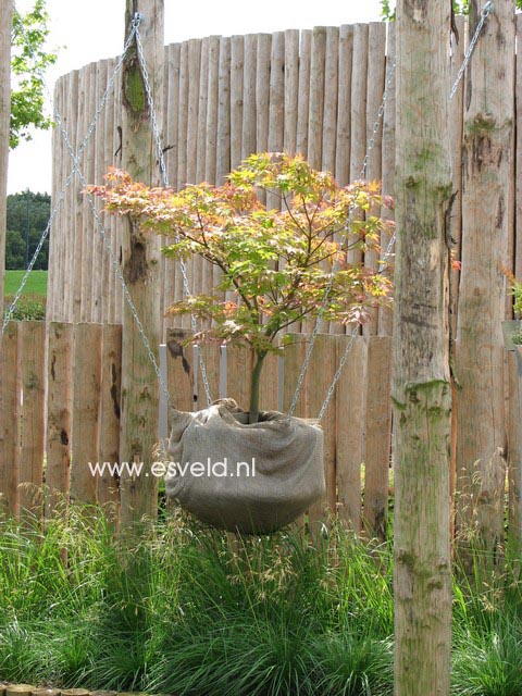 Acer palmatum 'Ohsakazuki'