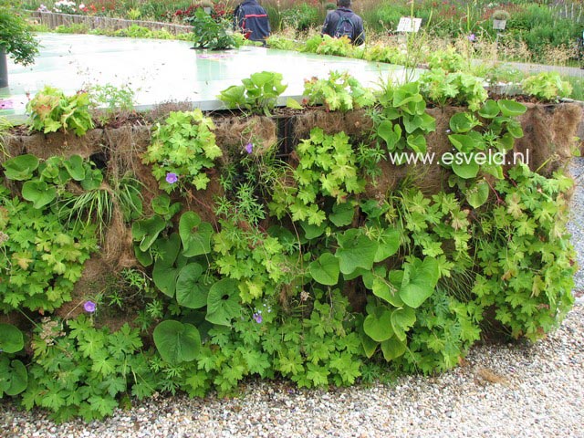 Brunnera macrophylla