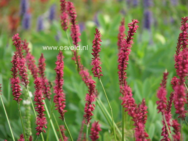 Persicaria amplexicaulis 'Speciosa' (FIRETAIL)