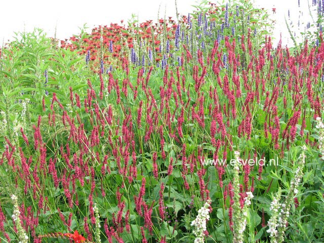 Persicaria amplexicaulis 'Speciosa' (FIRETAIL)