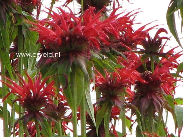 Monarda 'Squaw'