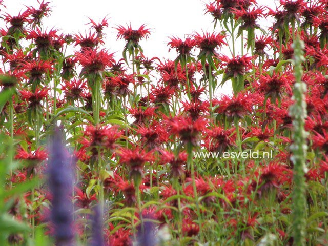 Monarda 'Squaw'