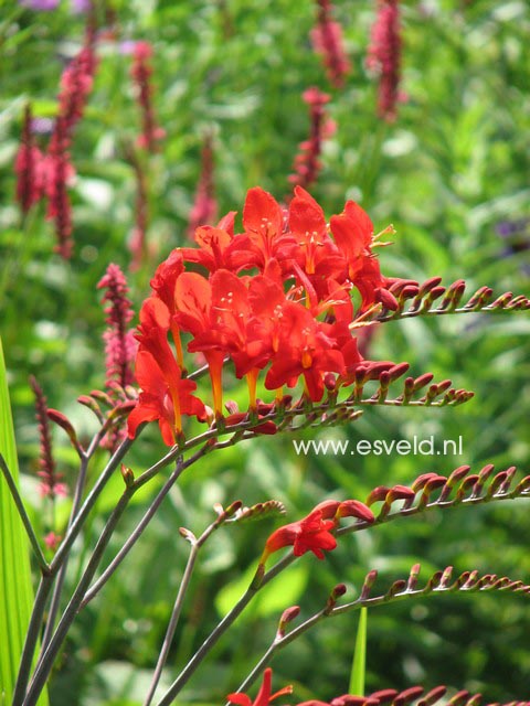 Crocosmia 'Lucifer'