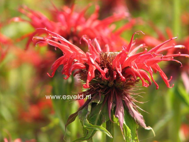 Monarda 'Squaw'