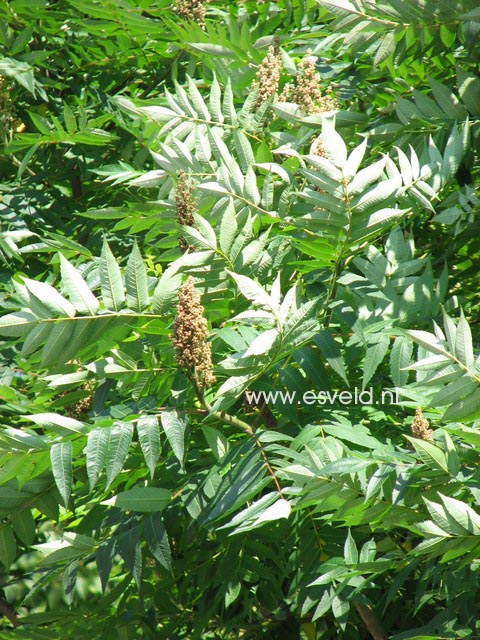 Rhus glabra