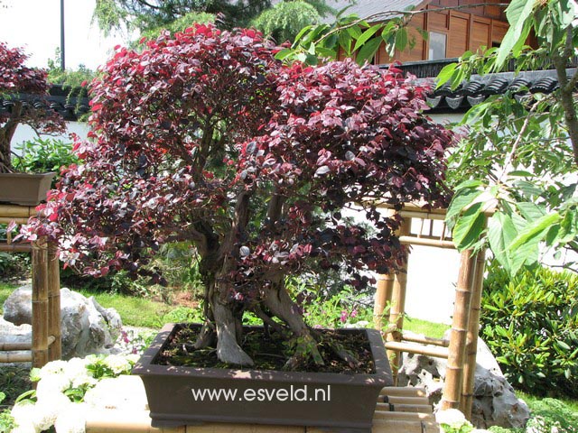 Loropetalum chinense 'Fire Dance'