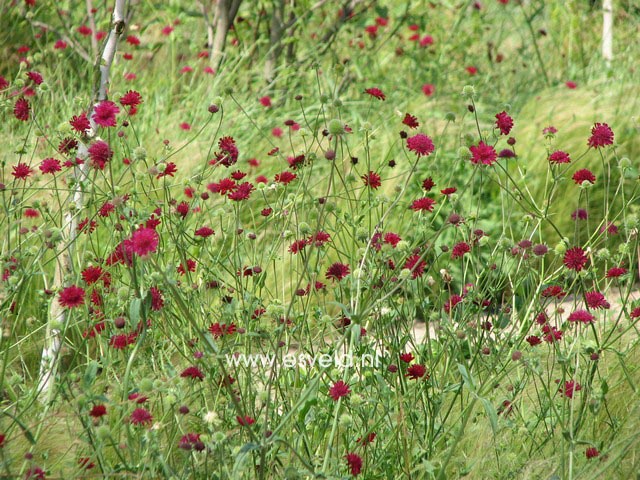 Knautia macedonica