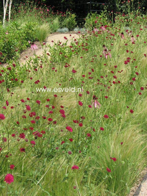 Knautia macedonica