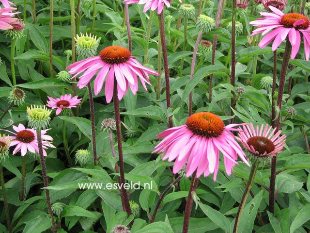 Echinacea purpurea 'Magnus'