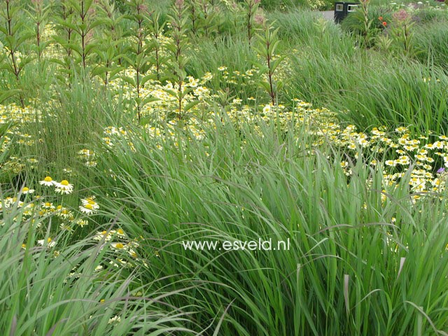 Anthemis hybrida 'Wargrave'